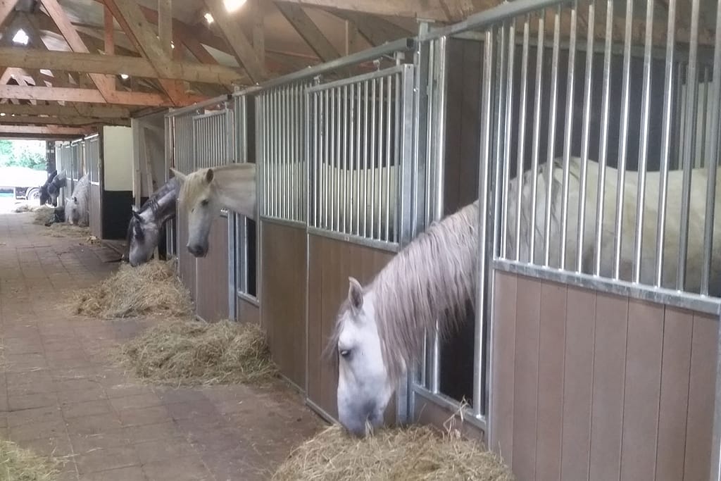 paardenboxen met voeropening